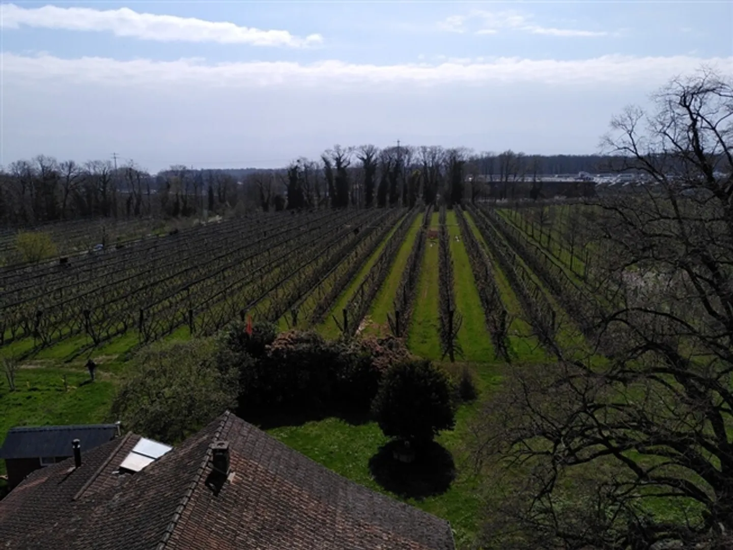 Fruit farm with special crops for lease (Organic Bud) - Photo 10 of 17