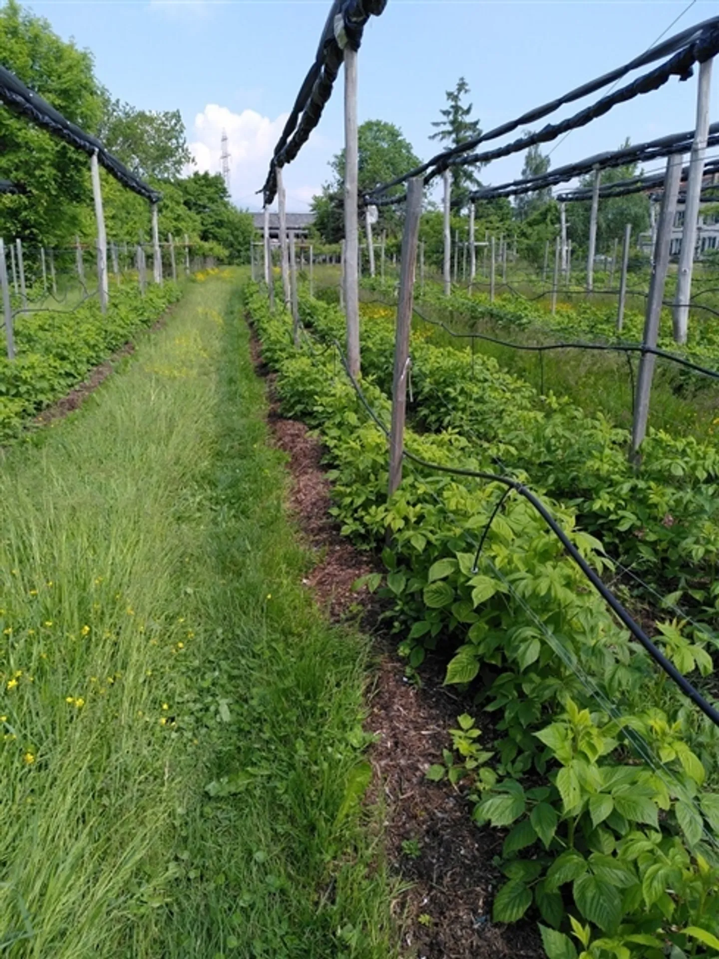 Fruit farm with special crops for lease (Organic Bud) - Photo 16 of 17