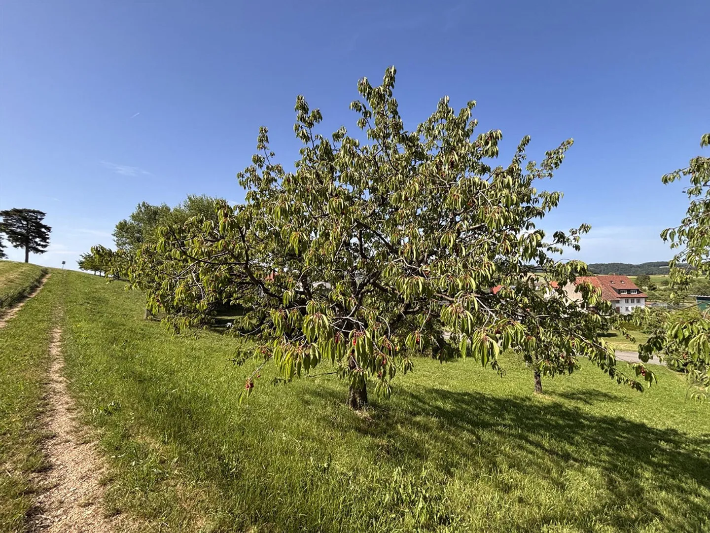 Building Land in Lampenberg - Dream Location at the Edge of the Construction Zone - Photo 2 of 9