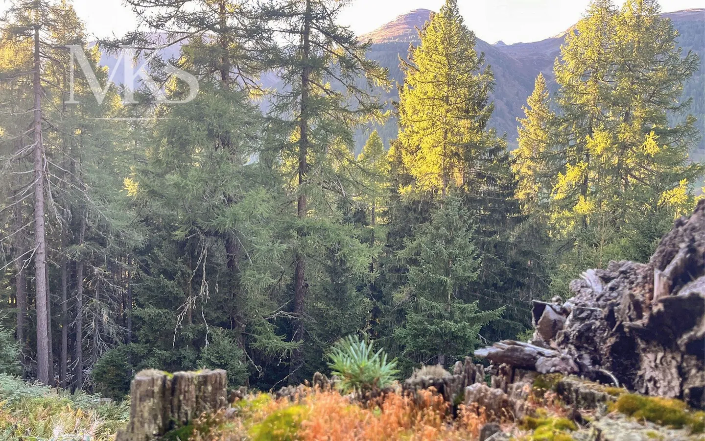 Forest Bathing in Your Mountain Cabin in Goms - Photo 4 of 14
