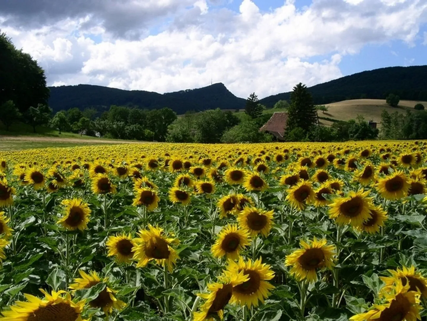 Living at Burghalde - Photo 5 of 7