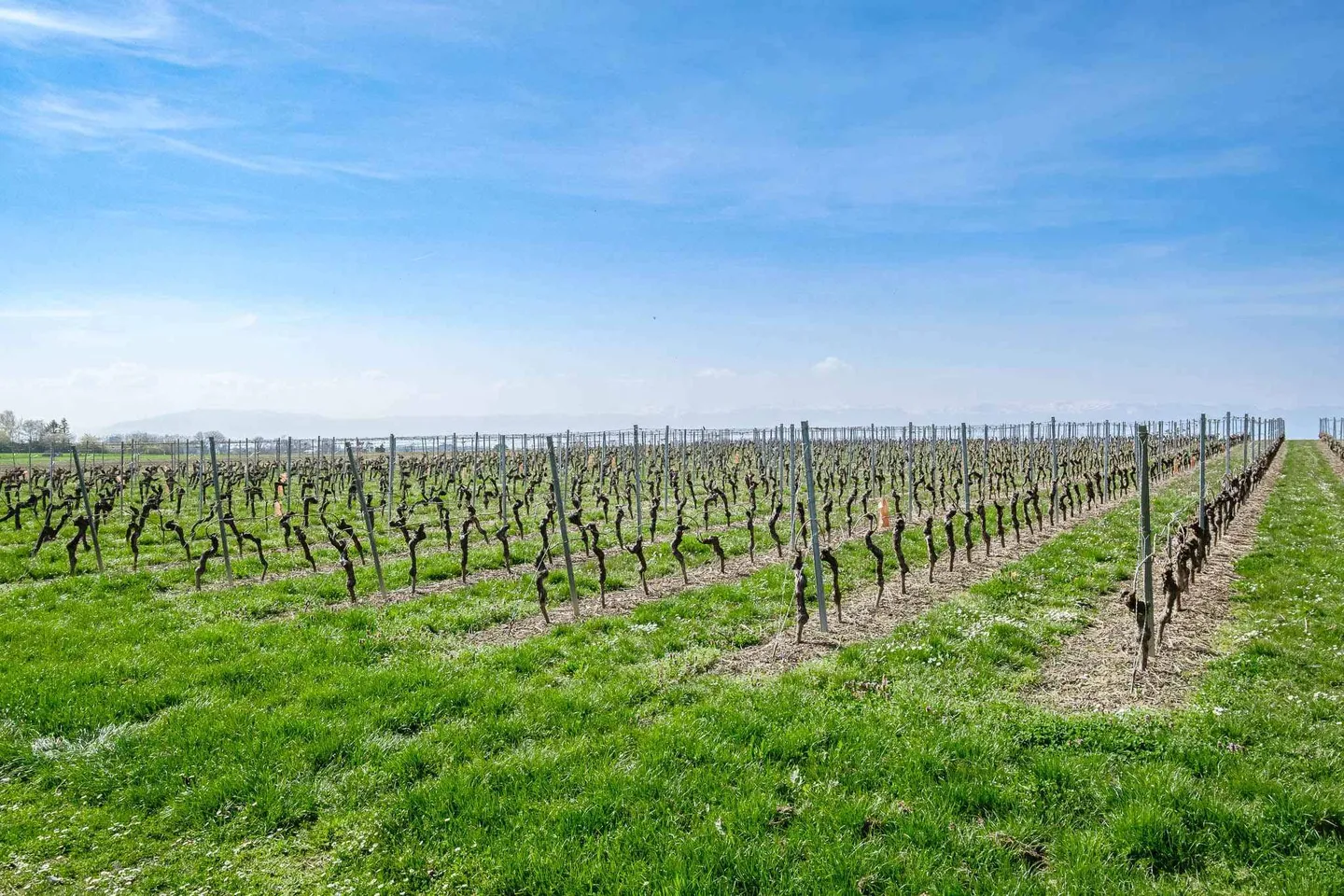 CO-ESCLUSIVITÀ - Villa d'architetto atipica nel cuore della campagna ginevrina - Foto 13 di 13