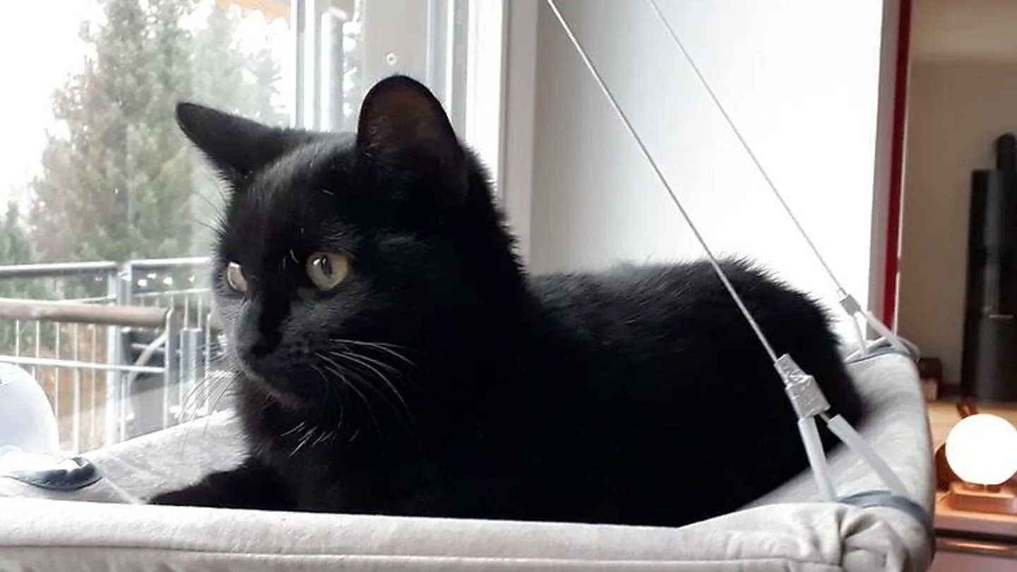 APPARTAMENTO 3½ LOCALI A THUN (BE), ARREDATO, TEMPORANEO - Foto 8 di 10