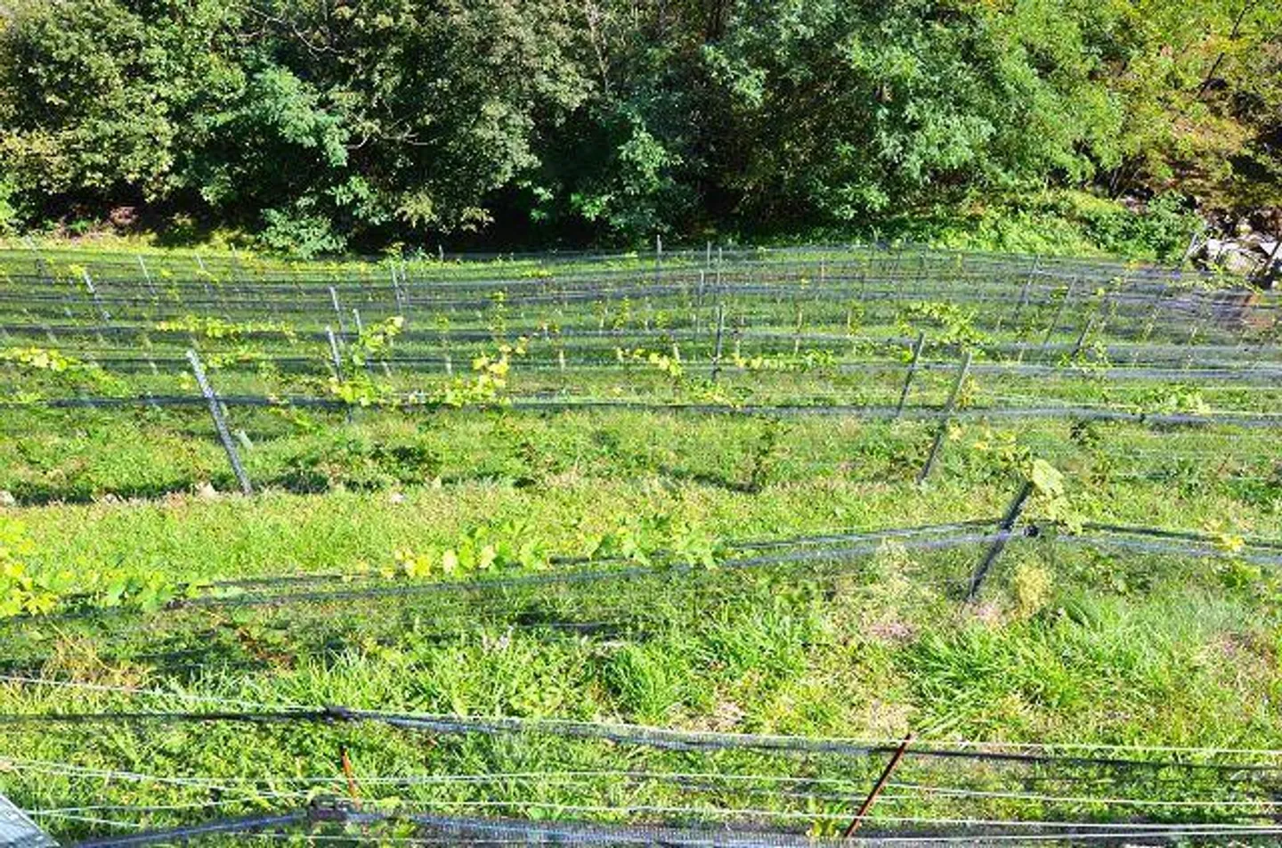 Deux granges à rénover avec vignoble et beaucoup de terrain - Photo 13 sur 13