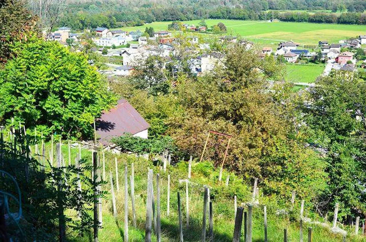 Due stalle da ampliare con vigneto e molto terreno - Foto 17 di 34