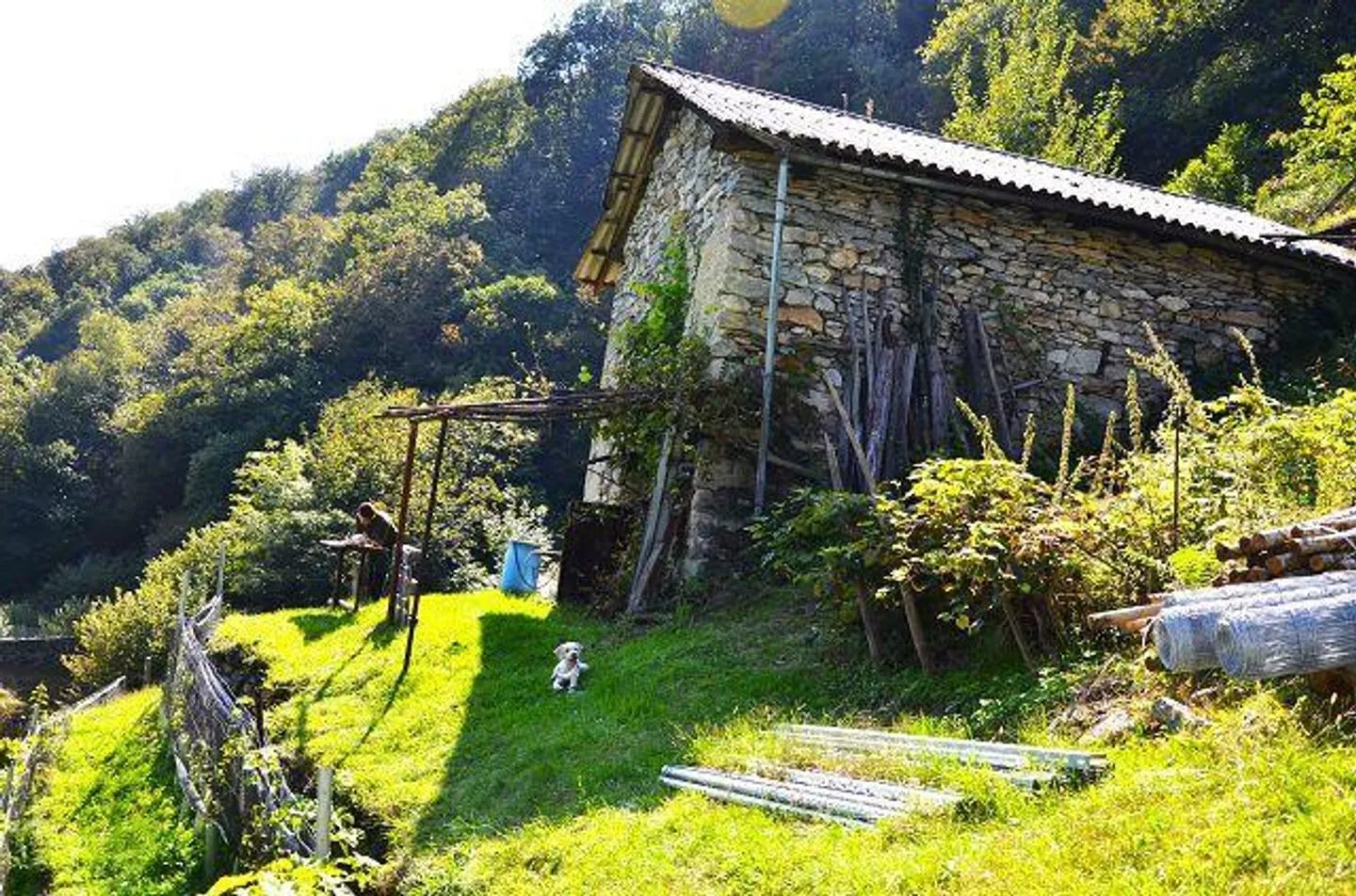 Due stalle da ampliare con vigneto e molto terreno - Foto 22 di 34