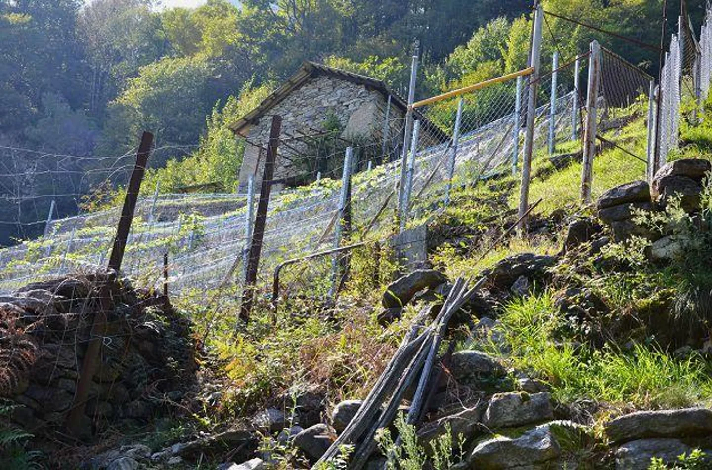 Due stalle da ampliare con vigneto e molto terreno - Foto 29 di 34