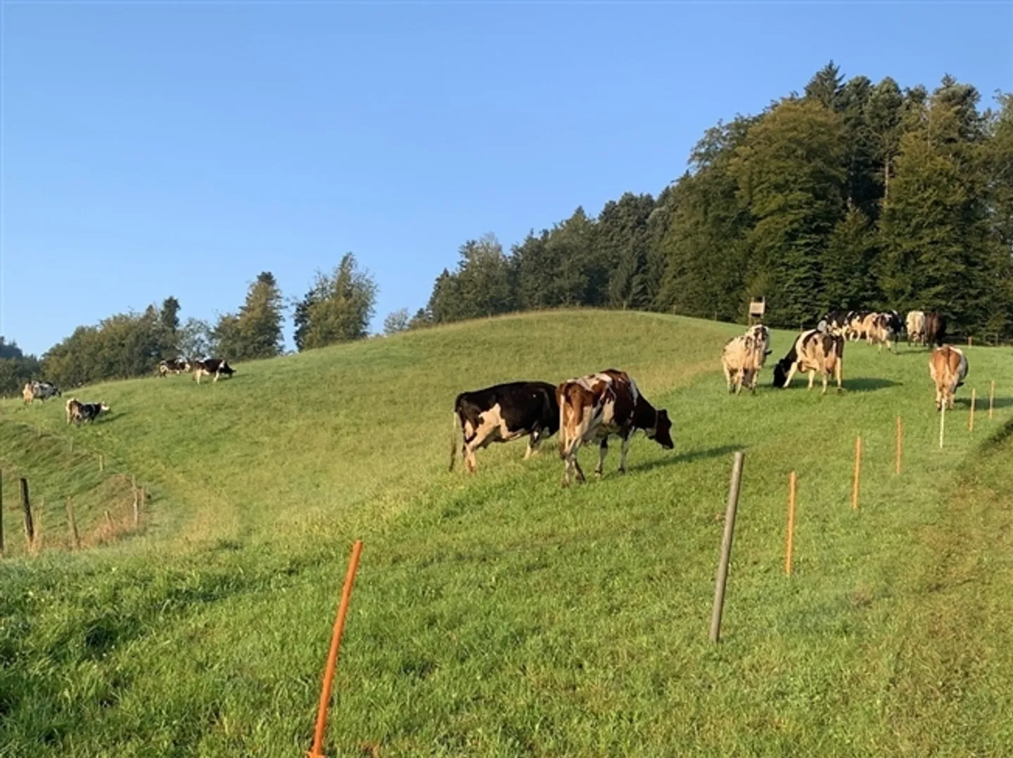 «Milchwirtschaftsbetrieb mit Laufstall und neuem Wohnhaus zu verpachten» - Foto 5 von 7