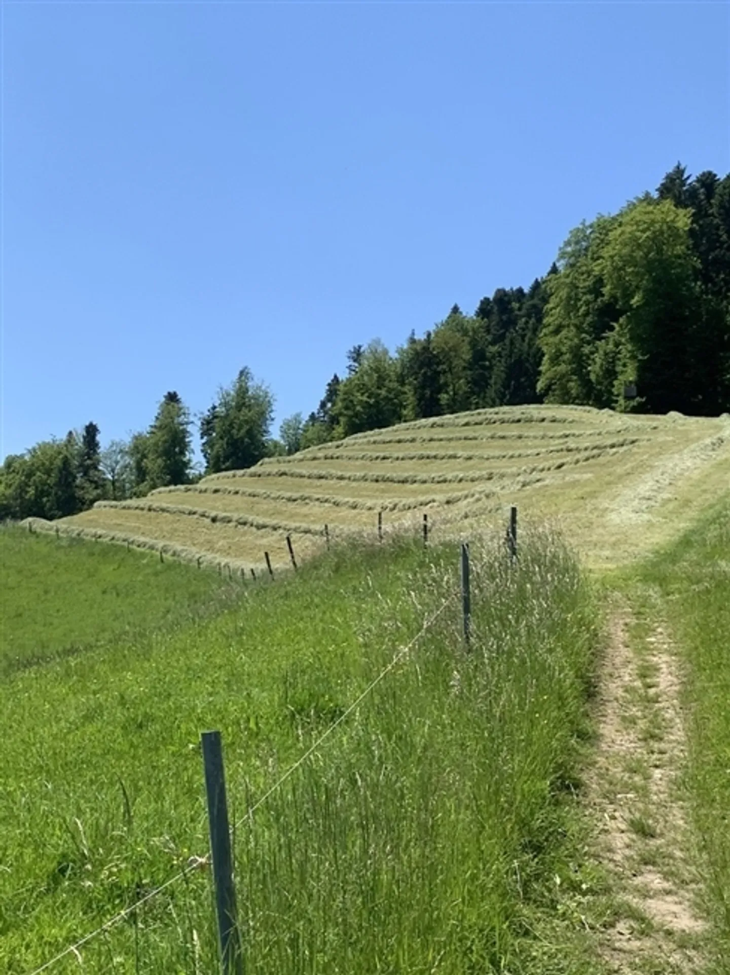 «Milchwirtschaftsbetrieb mit Laufstall und neuem Wohnhaus zu verpachten» - Foto 3 von 7