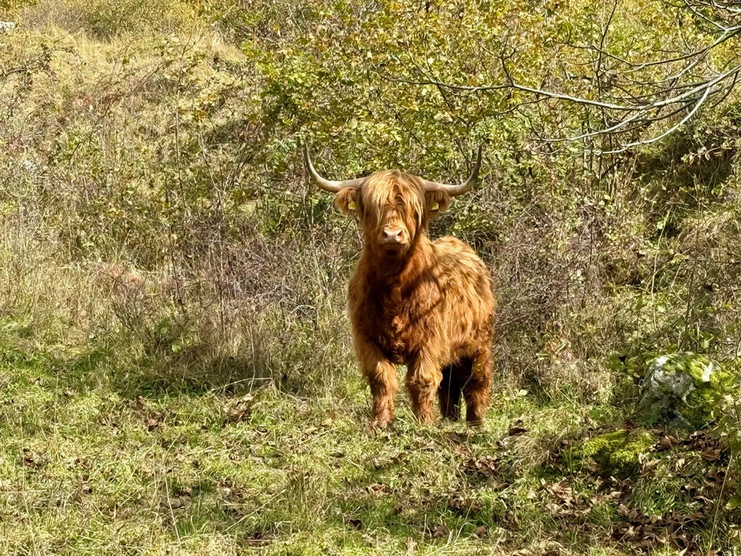 Alpine Berghütte auf 900 m mit Privatzufahrt und 21.000 m² Land - Foto 15 von 15