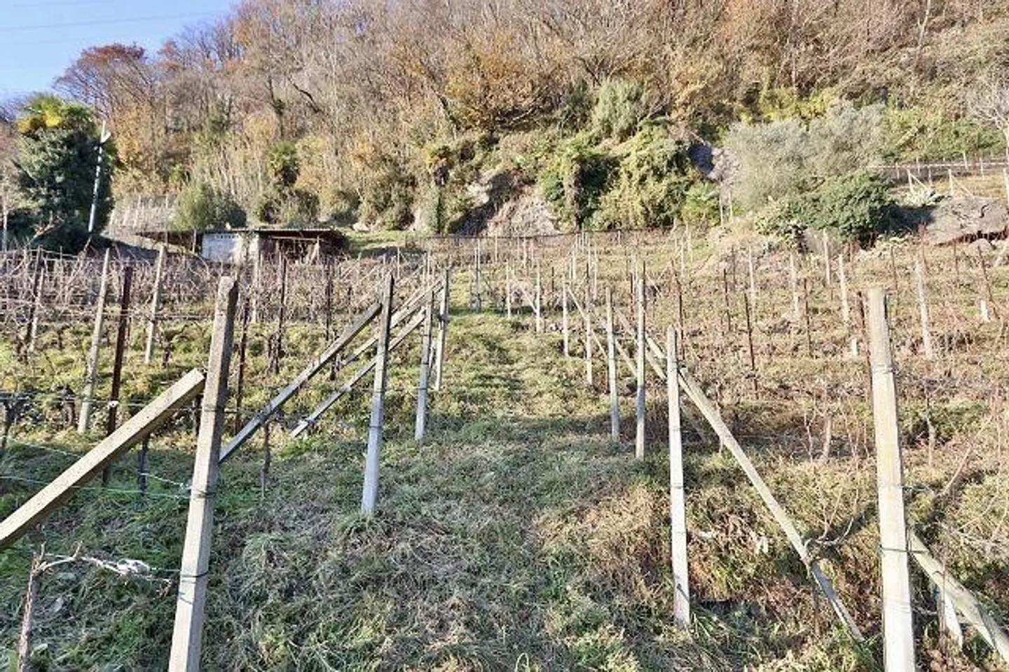 Vigneto Incantevole con Cantina in Pietra - Foto 3 di 13