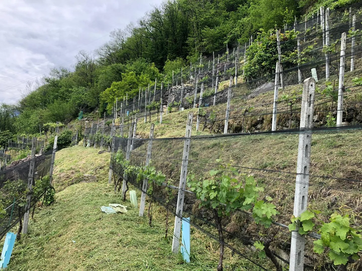 Terreno edificabile in affitto - Foto 1 di 9