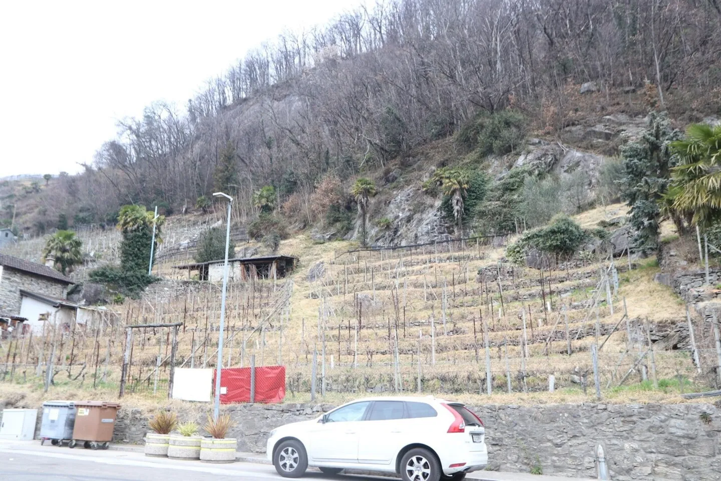 Vineyard - Photo 1 of 13