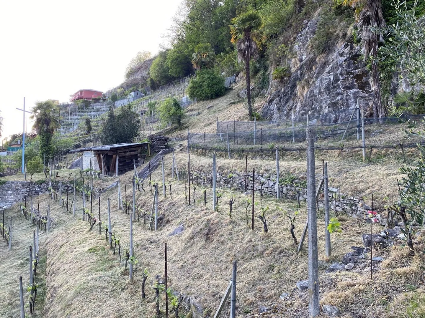 Vineyard - Photo 5 of 13