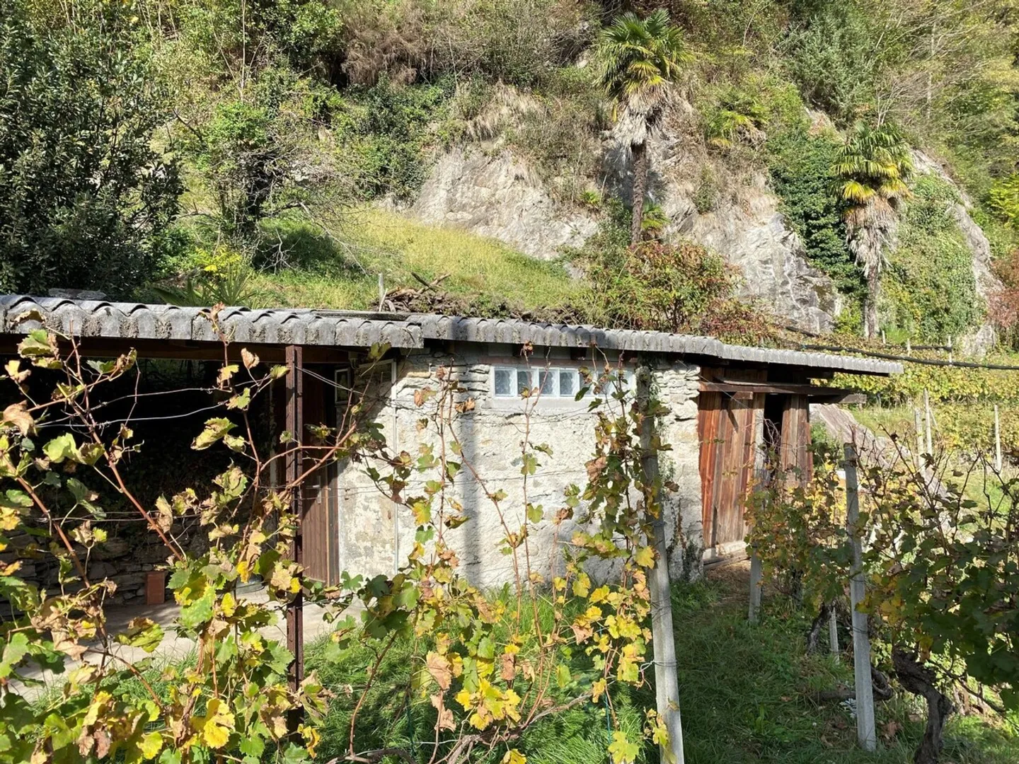 Vineyard - Photo 7 of 13