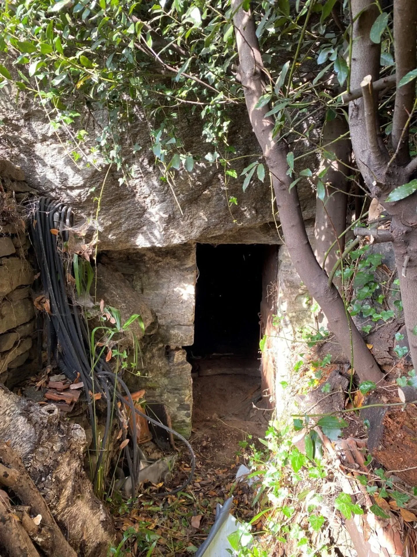 Vineyard - Photo 12 of 13