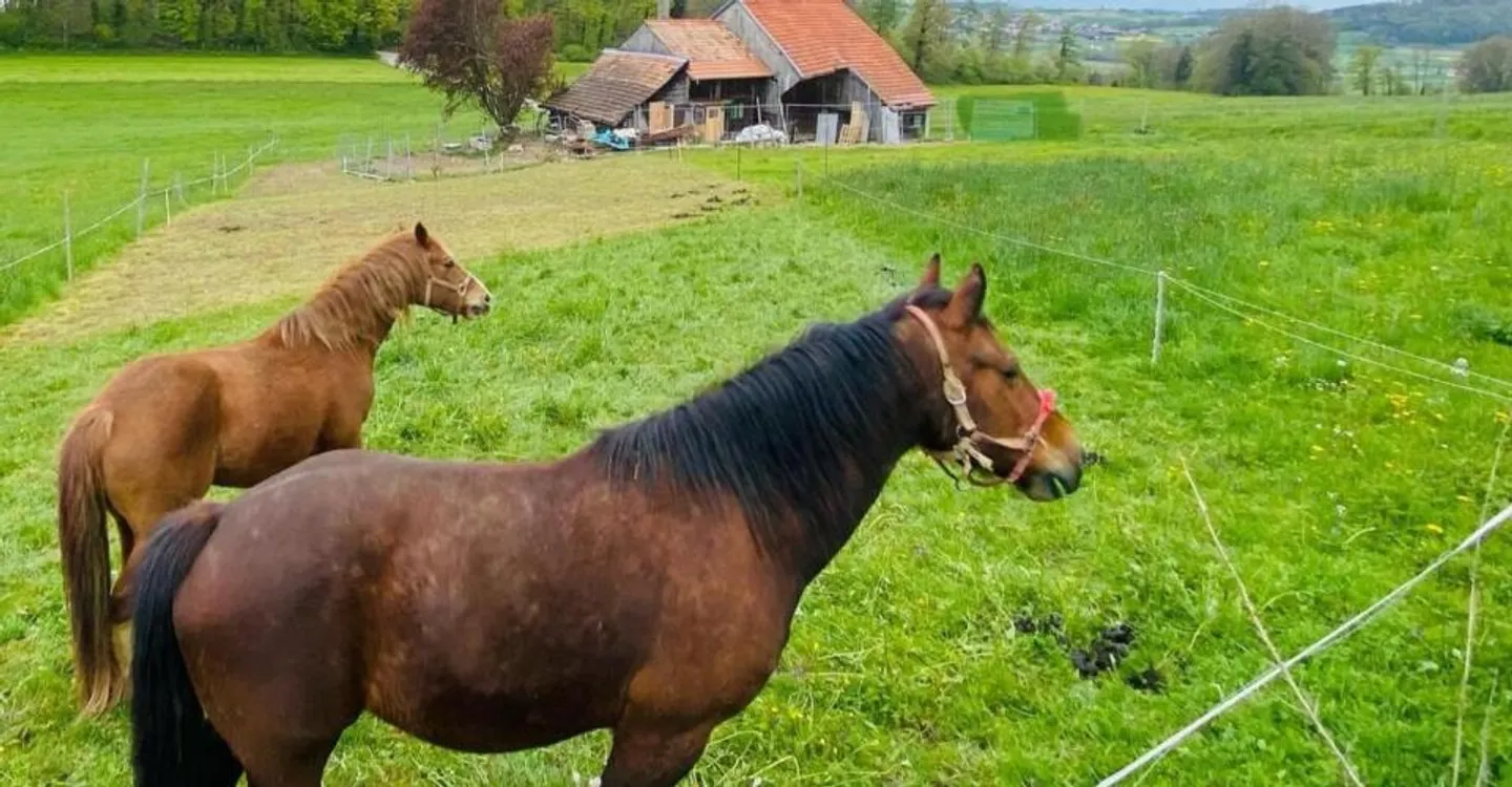 Umgebauter Bauernhof - attraktiver Preis - Foto 2 von 2