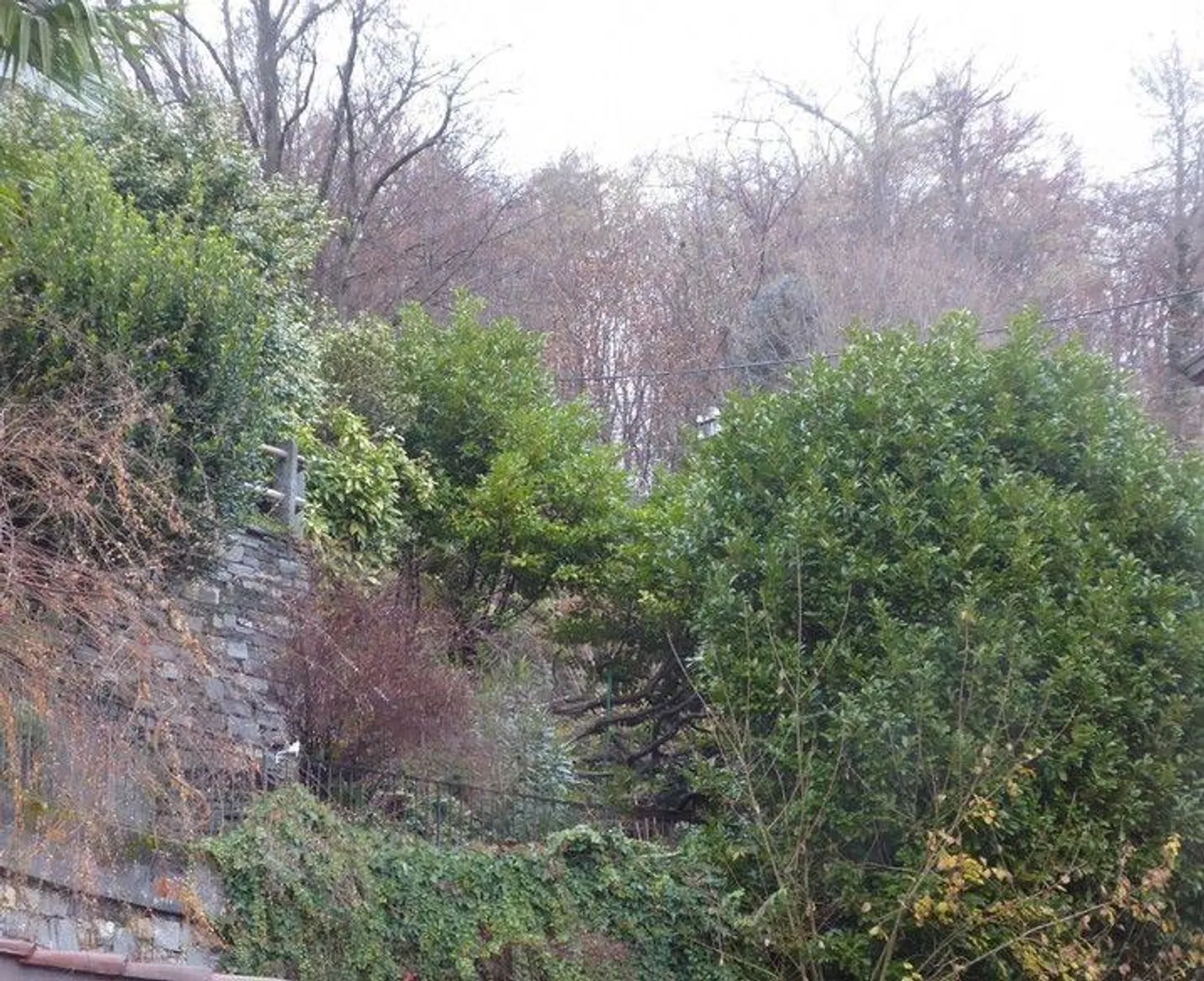 *Bosco, prato/campo* - Photo 3 sur 13