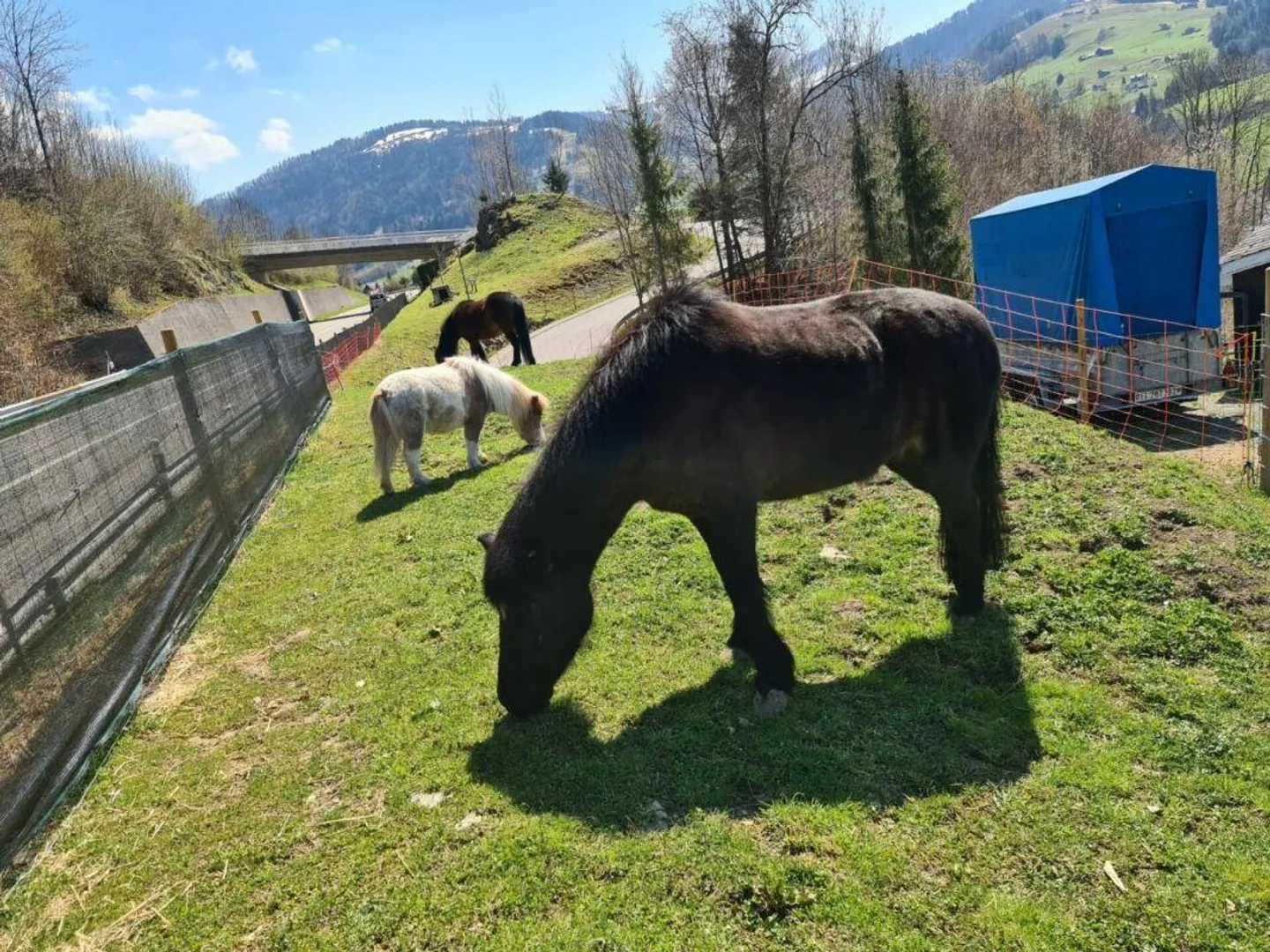 Maison Toggenburg de 4 pièces à rénover avec salle polyvalente et deux parcelles de prairie séparées - Photo 4 sur 13