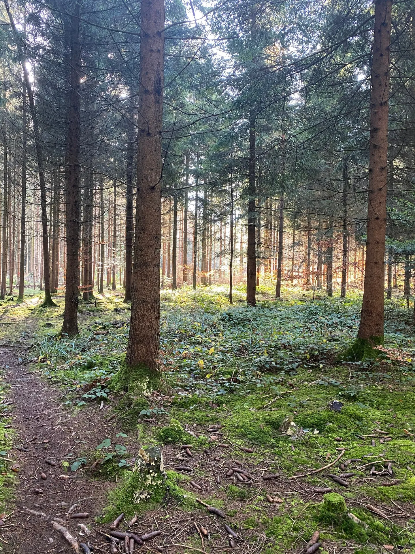 Affascinante casa unifamiliare di 5,5 stanze in una posizione tranquilla di Islisberg - con numerosi extra - Foto 61 di 63