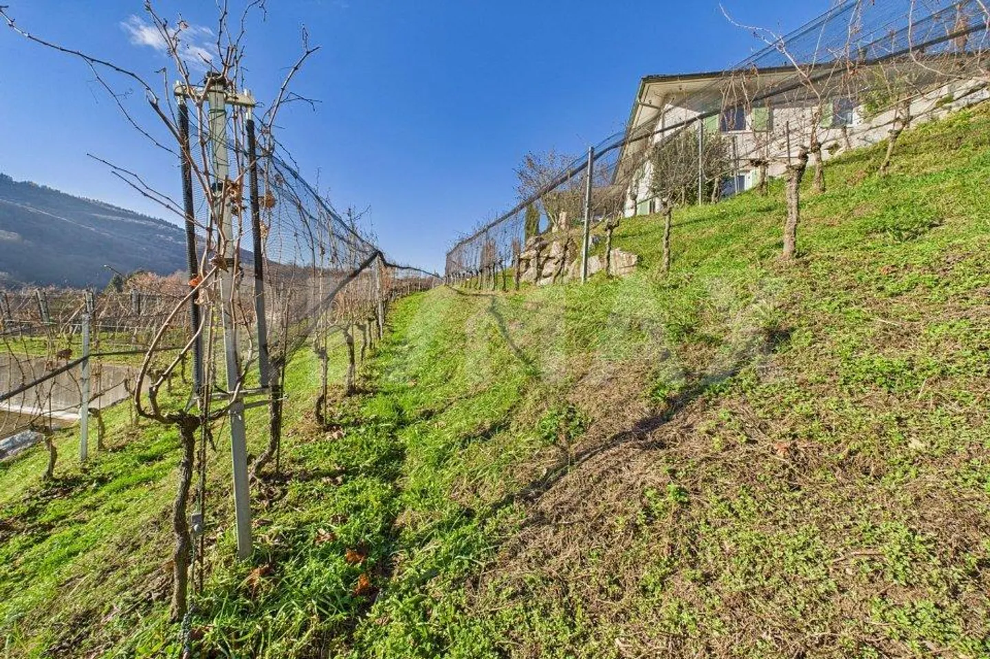 1'708 m² Bauland mit Rebberg  Tresa (Ponte Cremenaga) - Foto 4 von 8