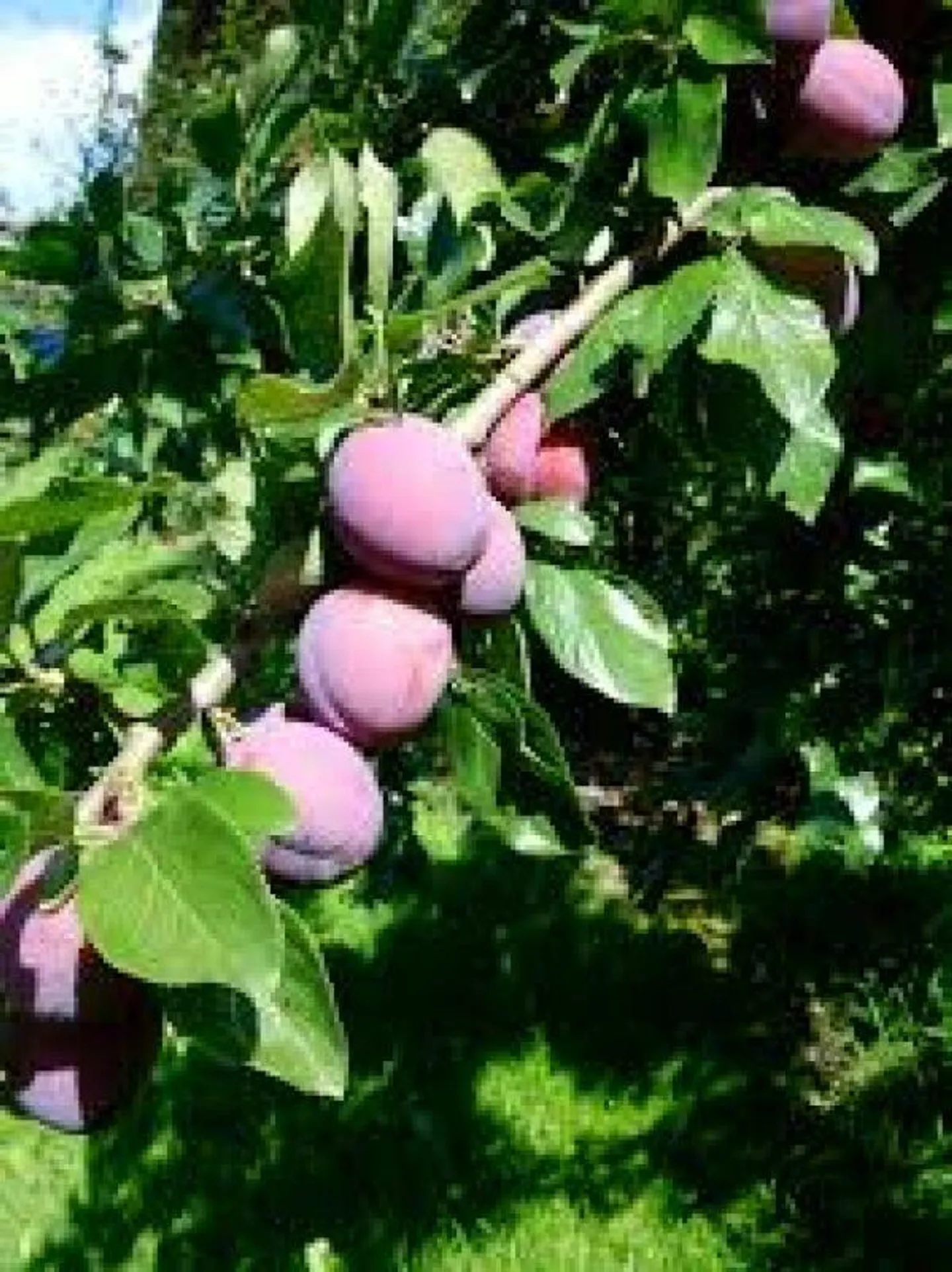 Culture de fruits de montagne dans le Bern-Mittelland avec 8 appartements - Photo 7 sur 8