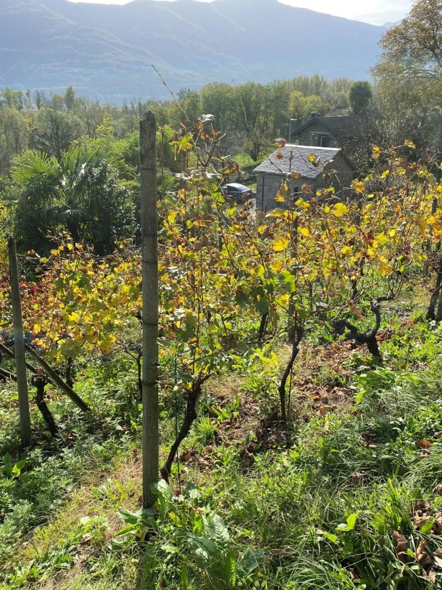 Vignoble Charmant avec Cave en Pierre - Photo 3 sur 13