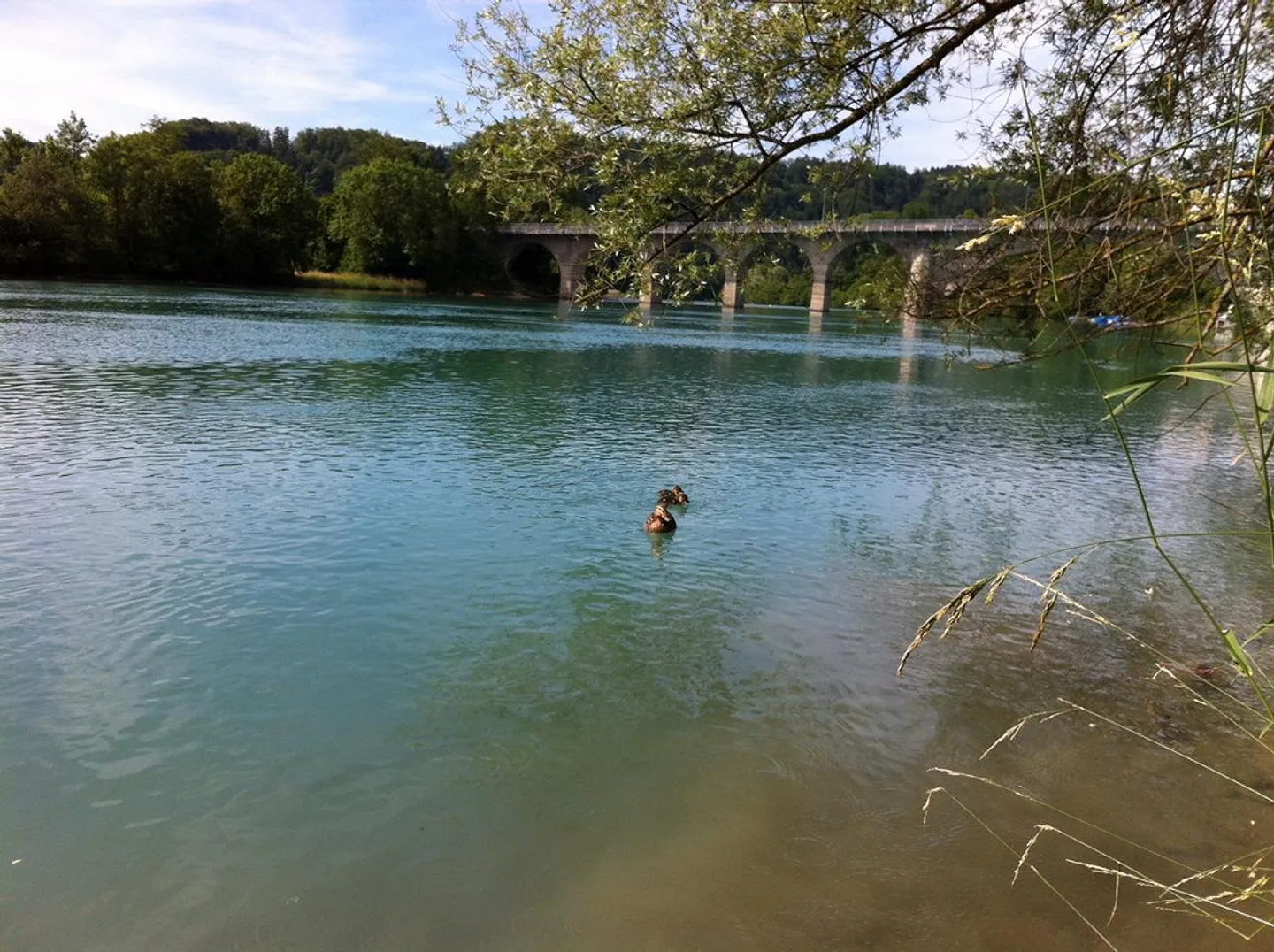 Oasis au Wohlensee - Photo 29 sur 30