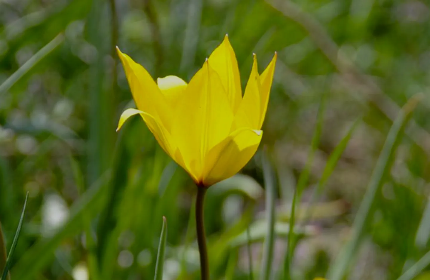 The Hamlet of Tulips - Photo 2 of 12