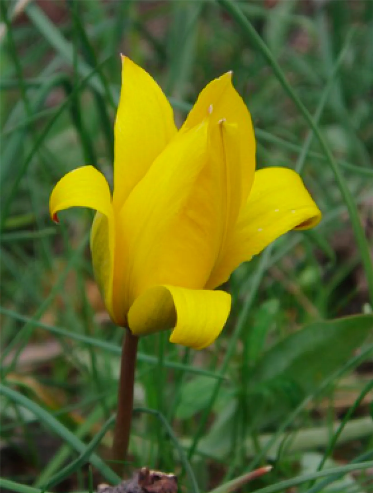 The Hamlet of Tulips - Photo 12 of 12