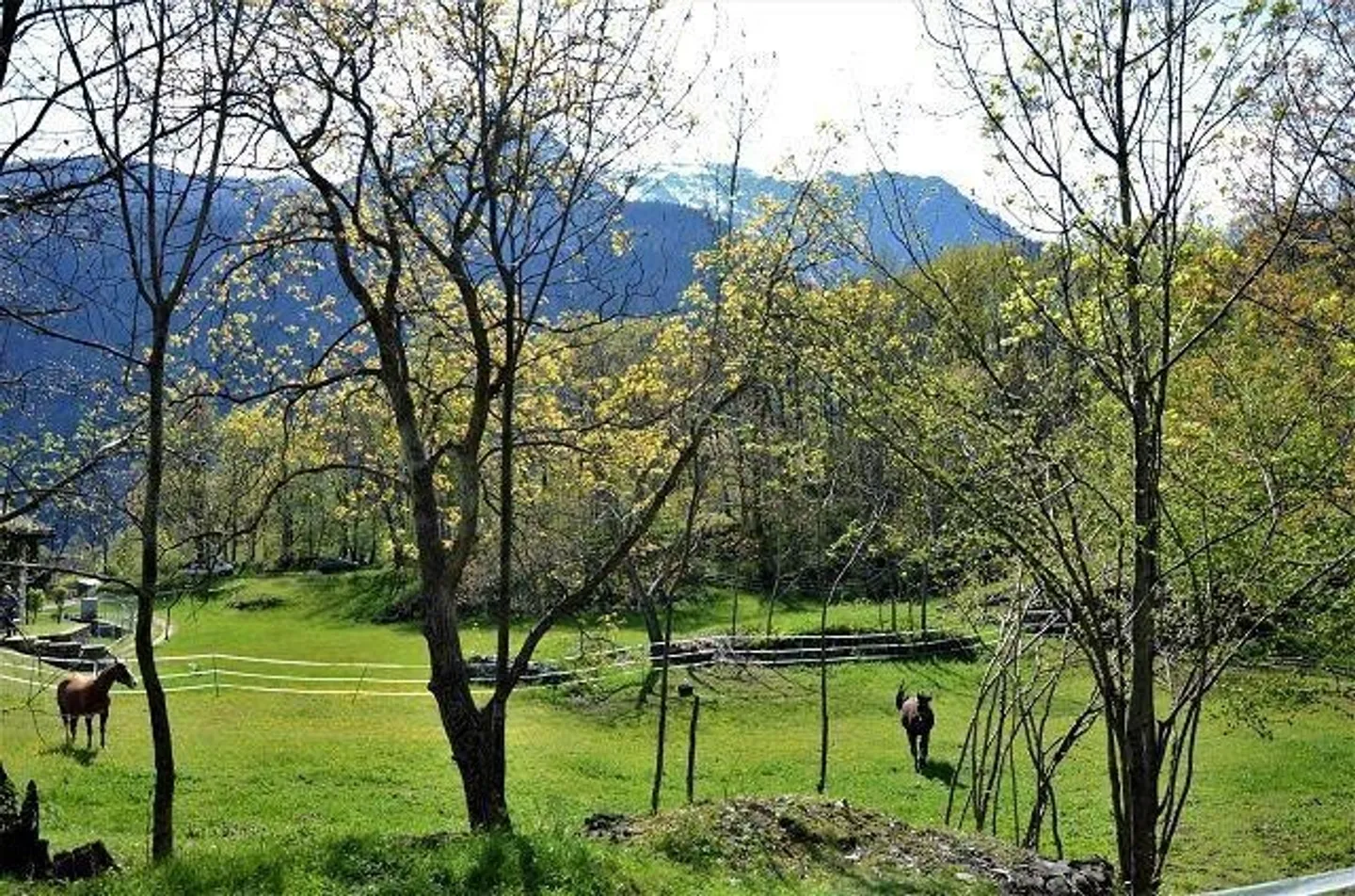 Peaceful Land Plot in Leventina - Photo 3 of 13