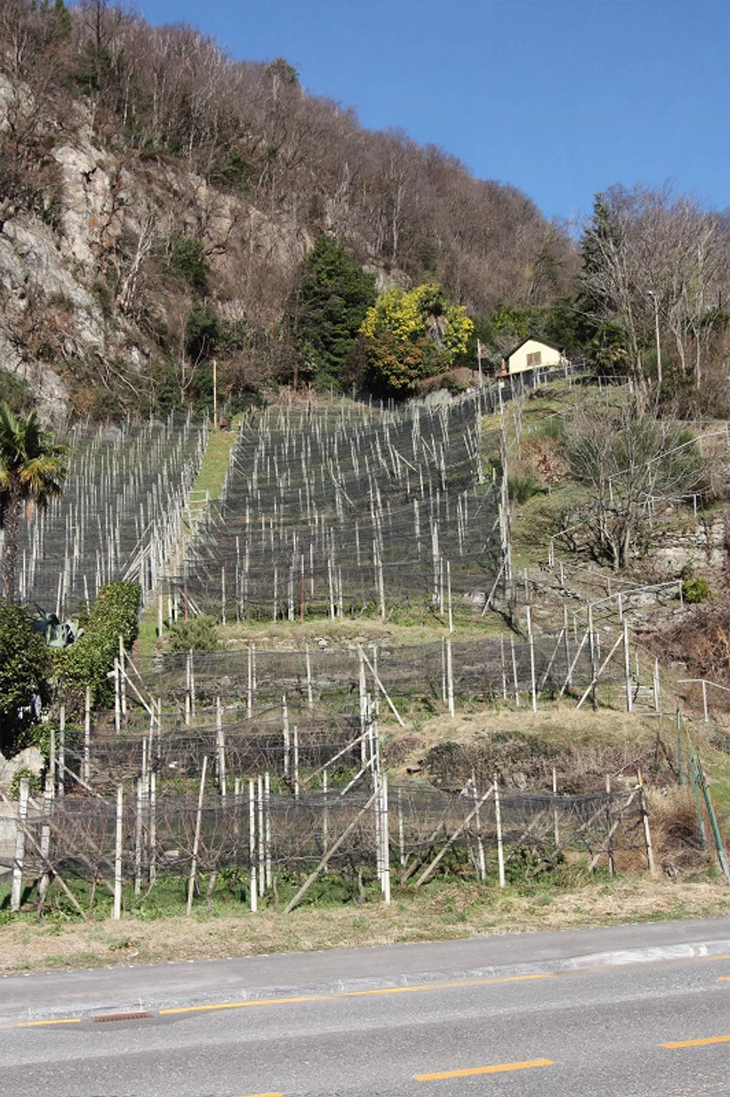Terreno vignato/agricolo con 400 gambe di Merlot - Foto 1 di 3