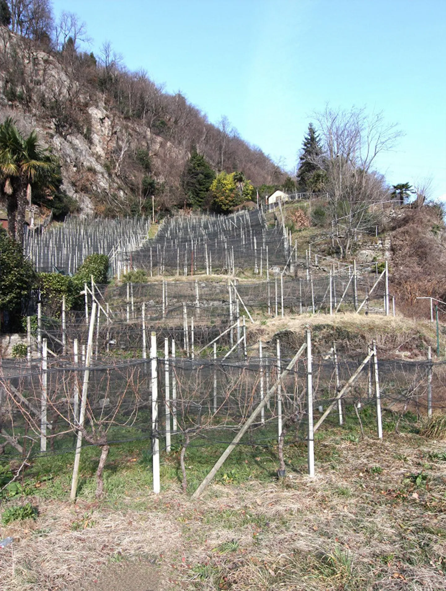 Terreno vignato/agricolo con 400 gambe di Merlot - Foto 2 di 3