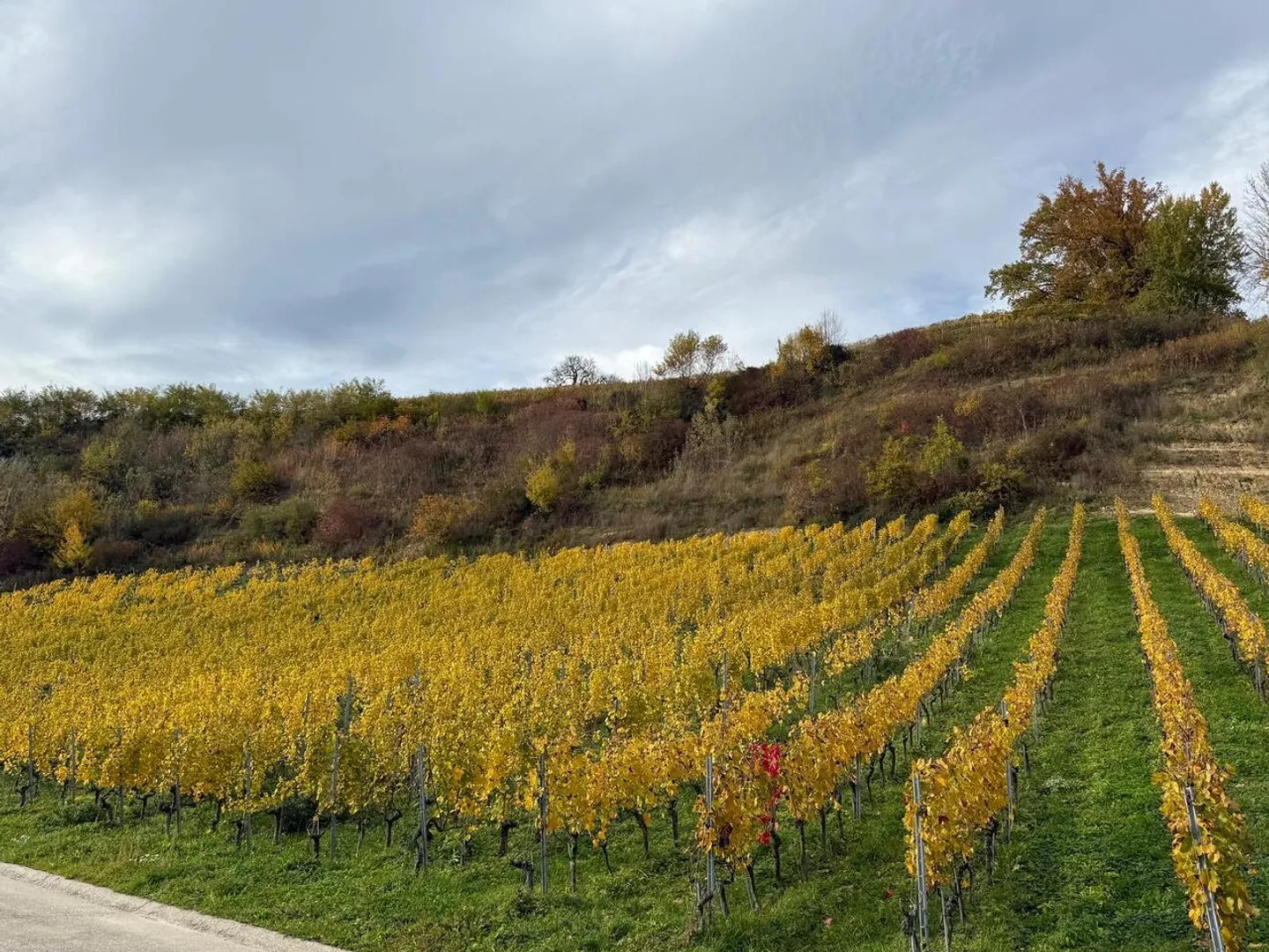 Spaziosa villa moderna di 7,5 stanze al lago di Morat - Foto 9 di 19