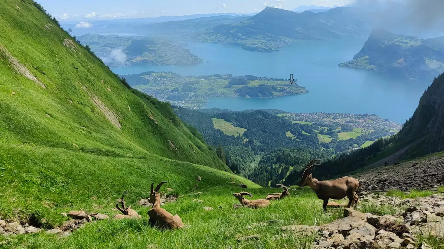 Charming Swiss Chalet - Photo 10 of 10