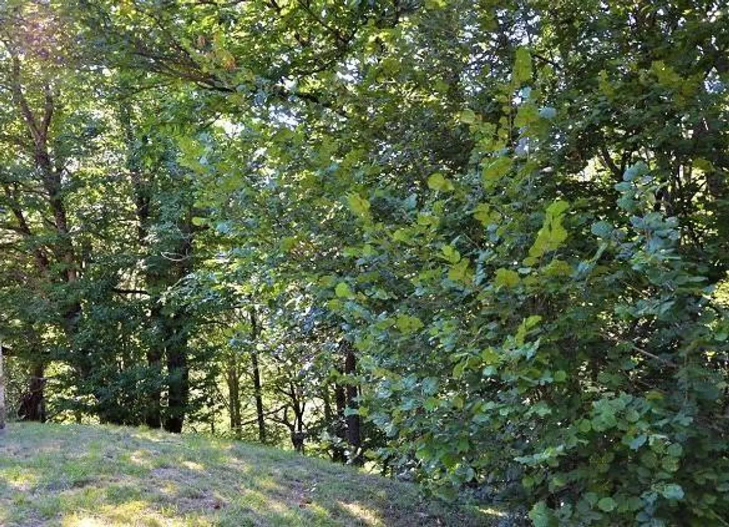 Großes rustikales Haus, das im Wald mit großem Grundstück eingetaucht ist - Foto 17 von 27