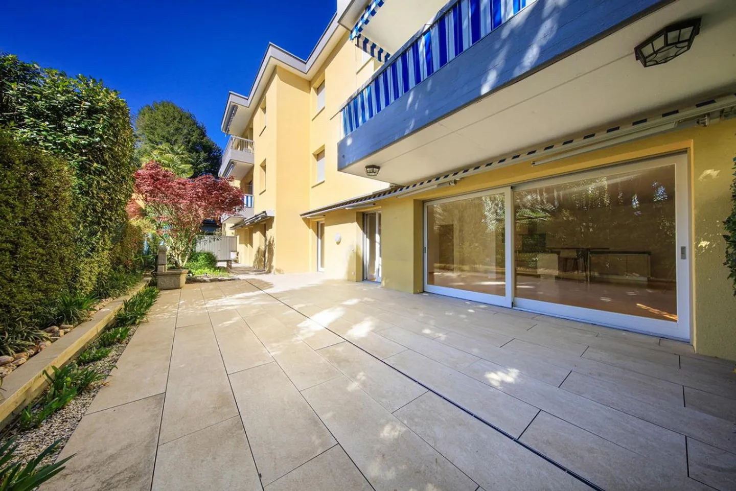 Sunflower - Photo 1 of 8