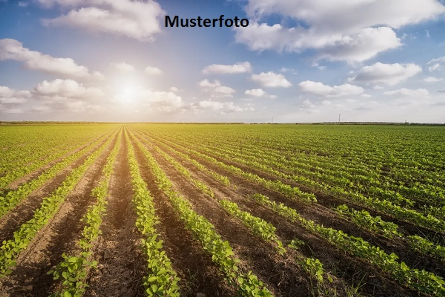 Fattoria in vendita - Foto 1 di 13