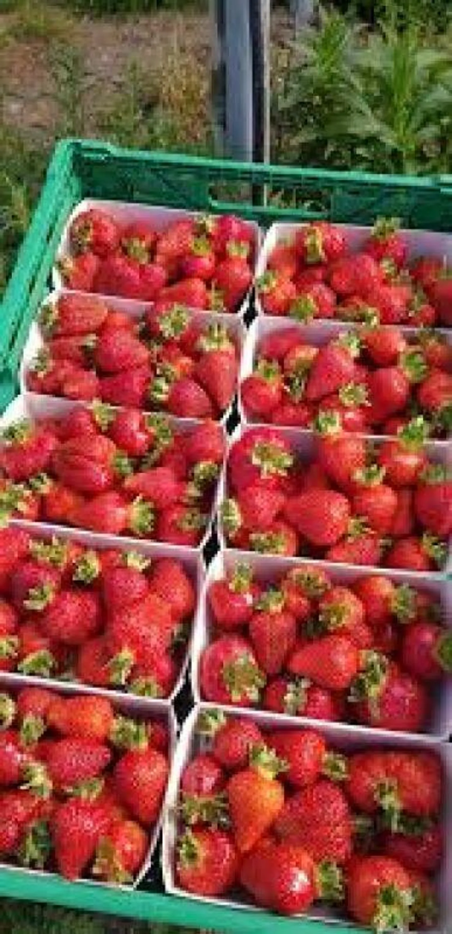 Culture de fruits de montagne dans le Bern-Mittelland avec appartements - Photo 8 sur 8