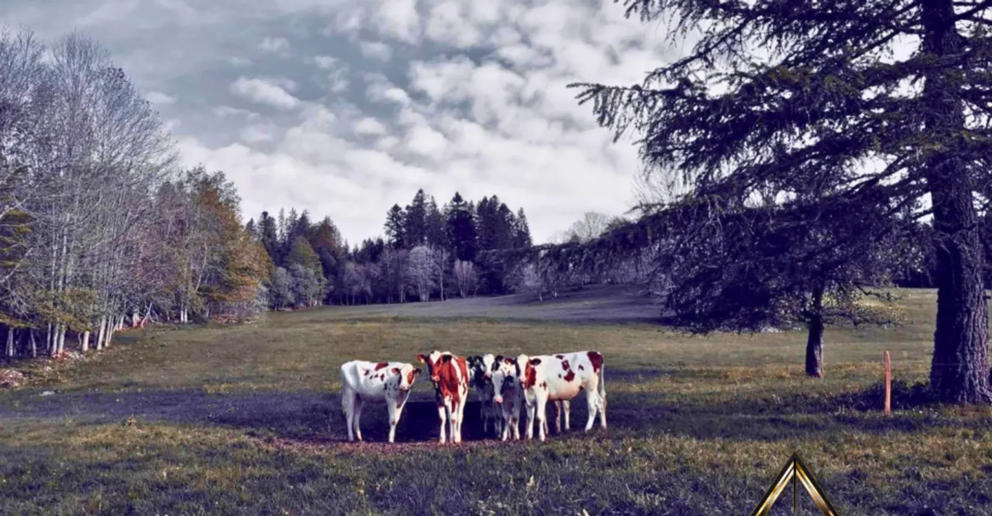 Studio Charmant dans les Montagnes Neuchâteloises - Photo 7 sur 8