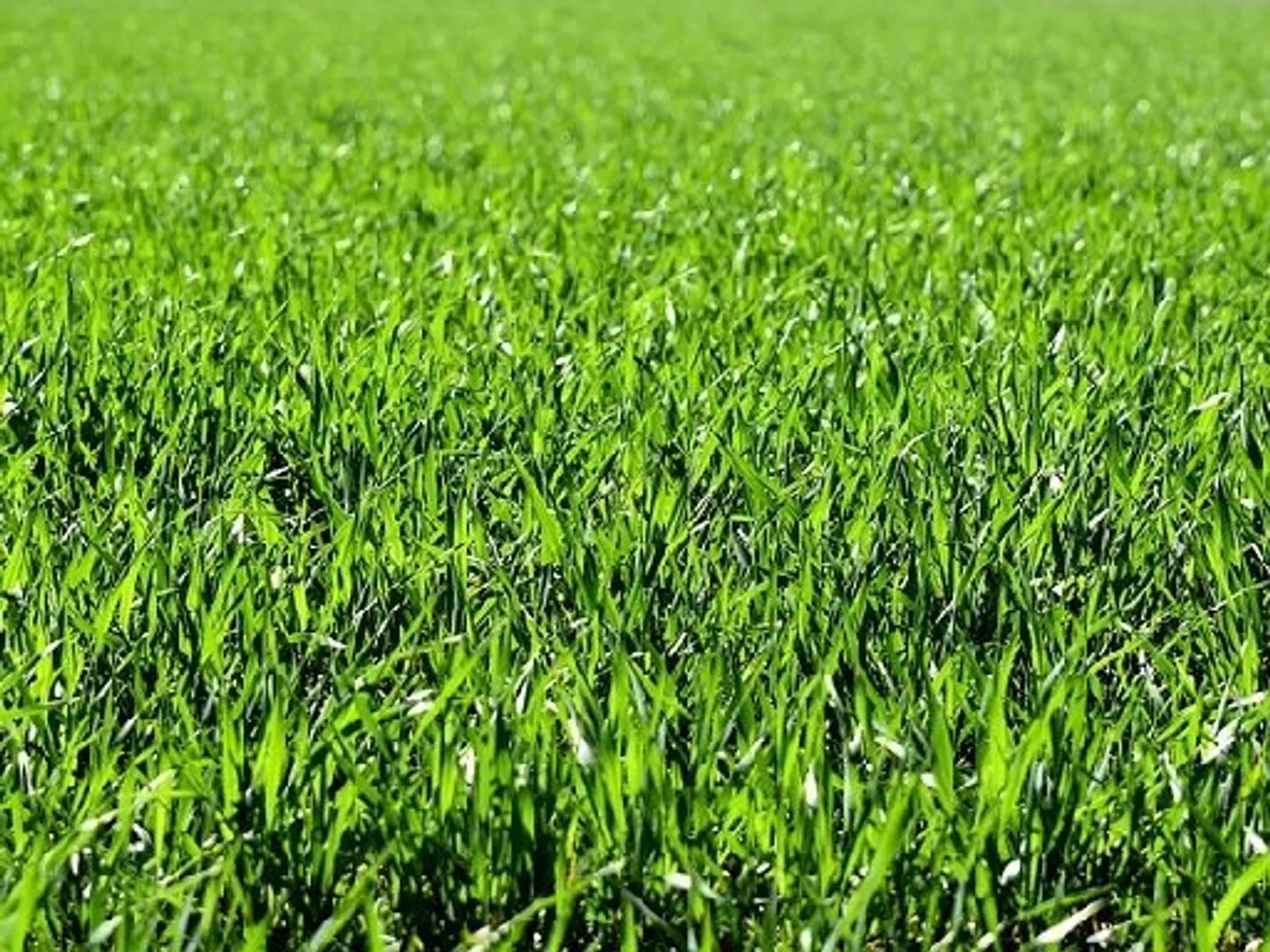 Constructible plot for sale - Photo 1 of 1