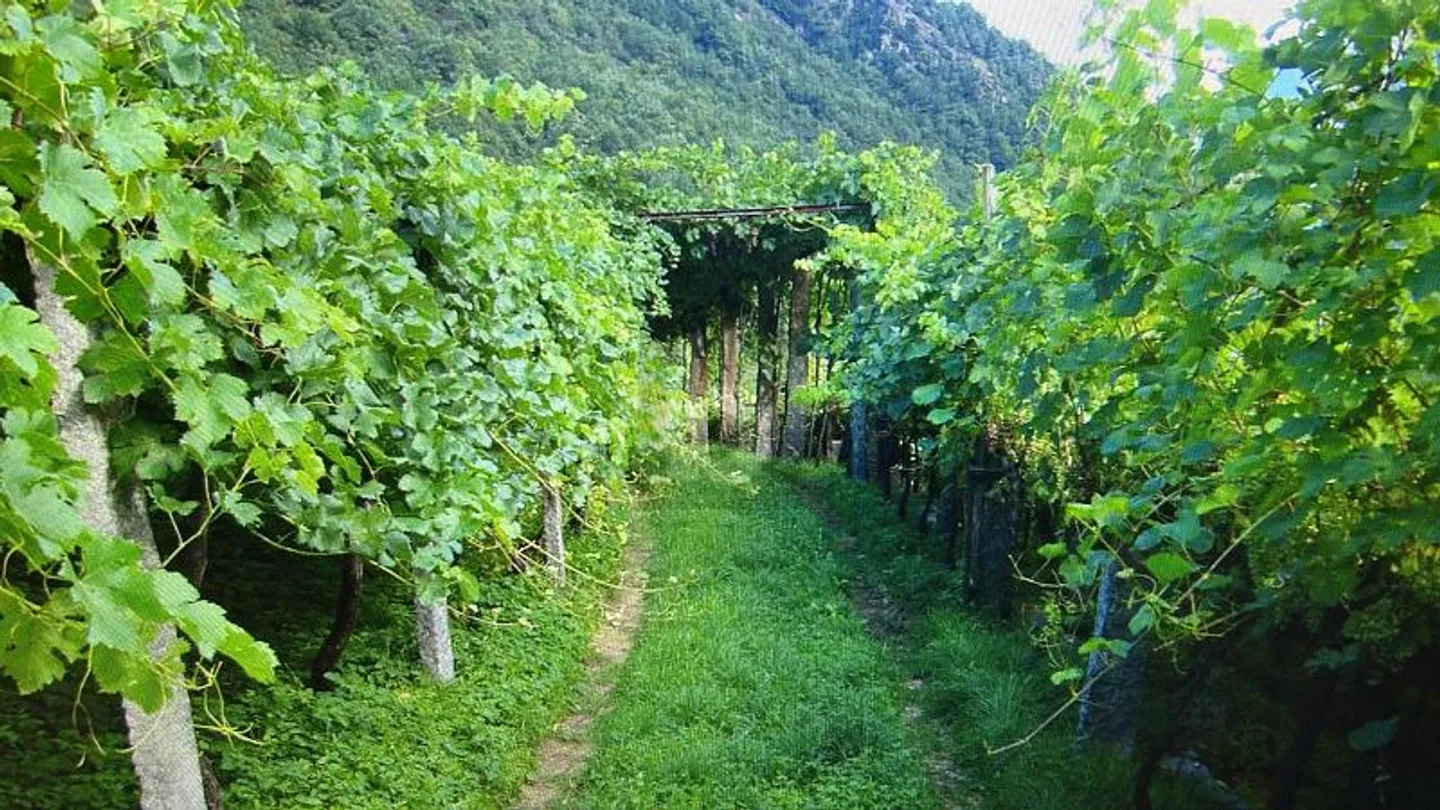 Agrarische Ausbeutung - Foto 3 von 5