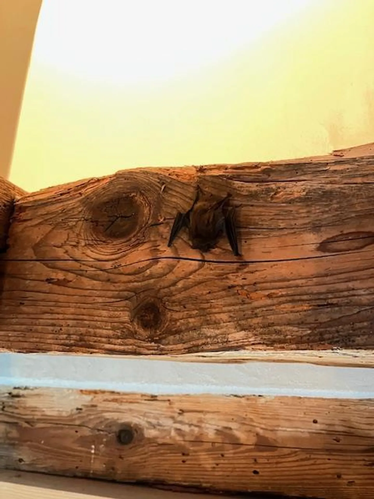 Ex fattoria a Reigoldswil - Foto 21 di 25