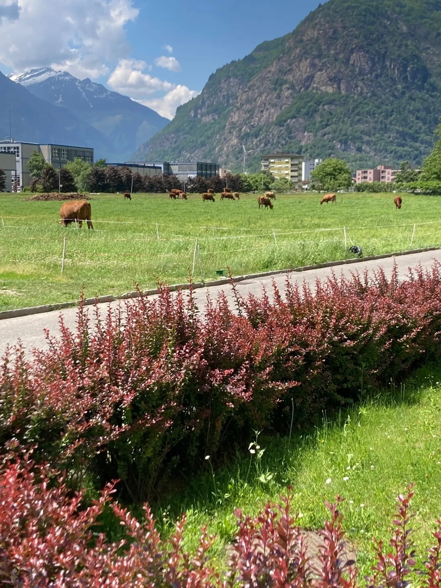 Lumière, espace et tranquillité : vivre dans le vert à Biasca - Photo 10 sur 10