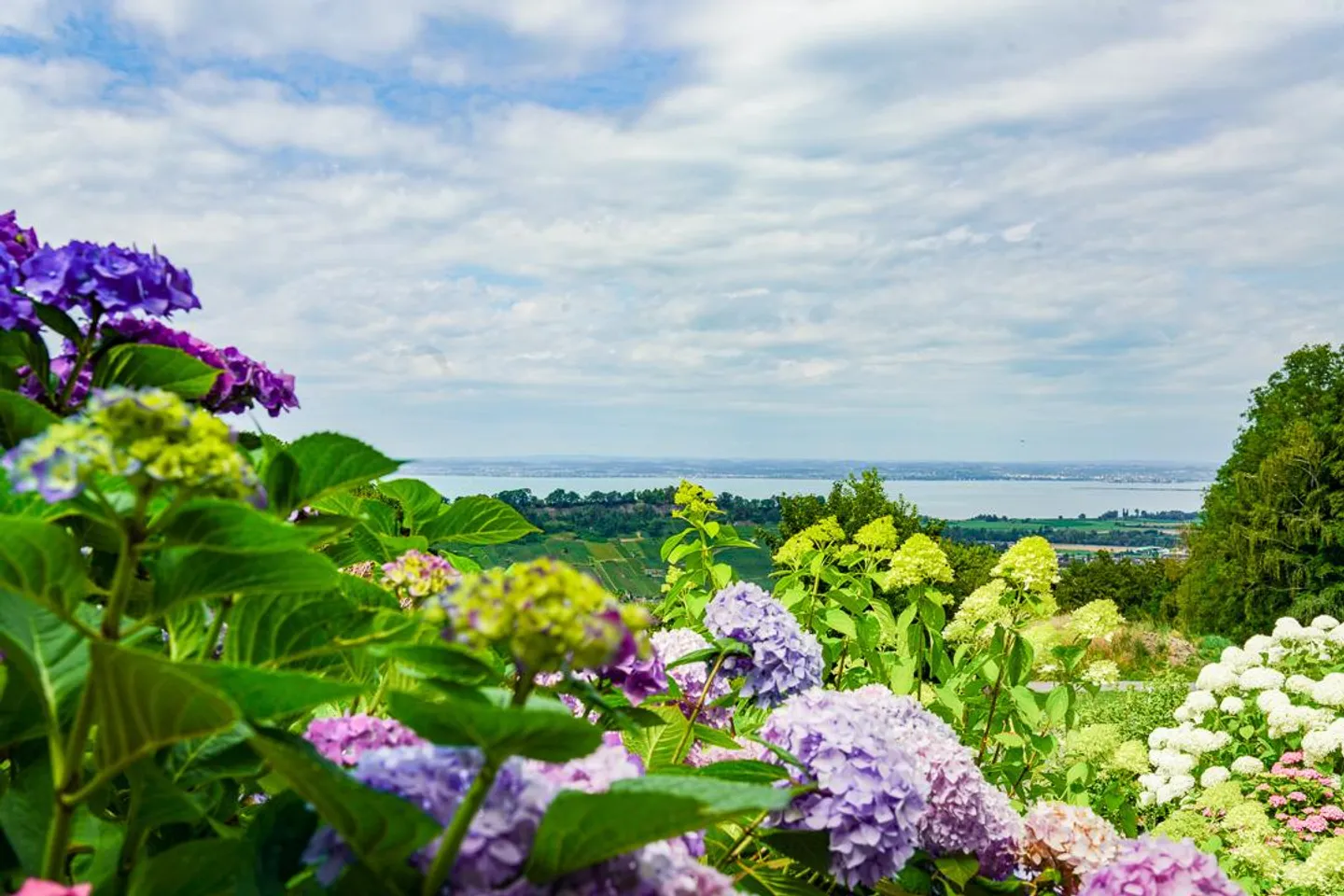 Votre maison dans le vert – avec panorama sur le lac de Constance - Photo 2 sur 30