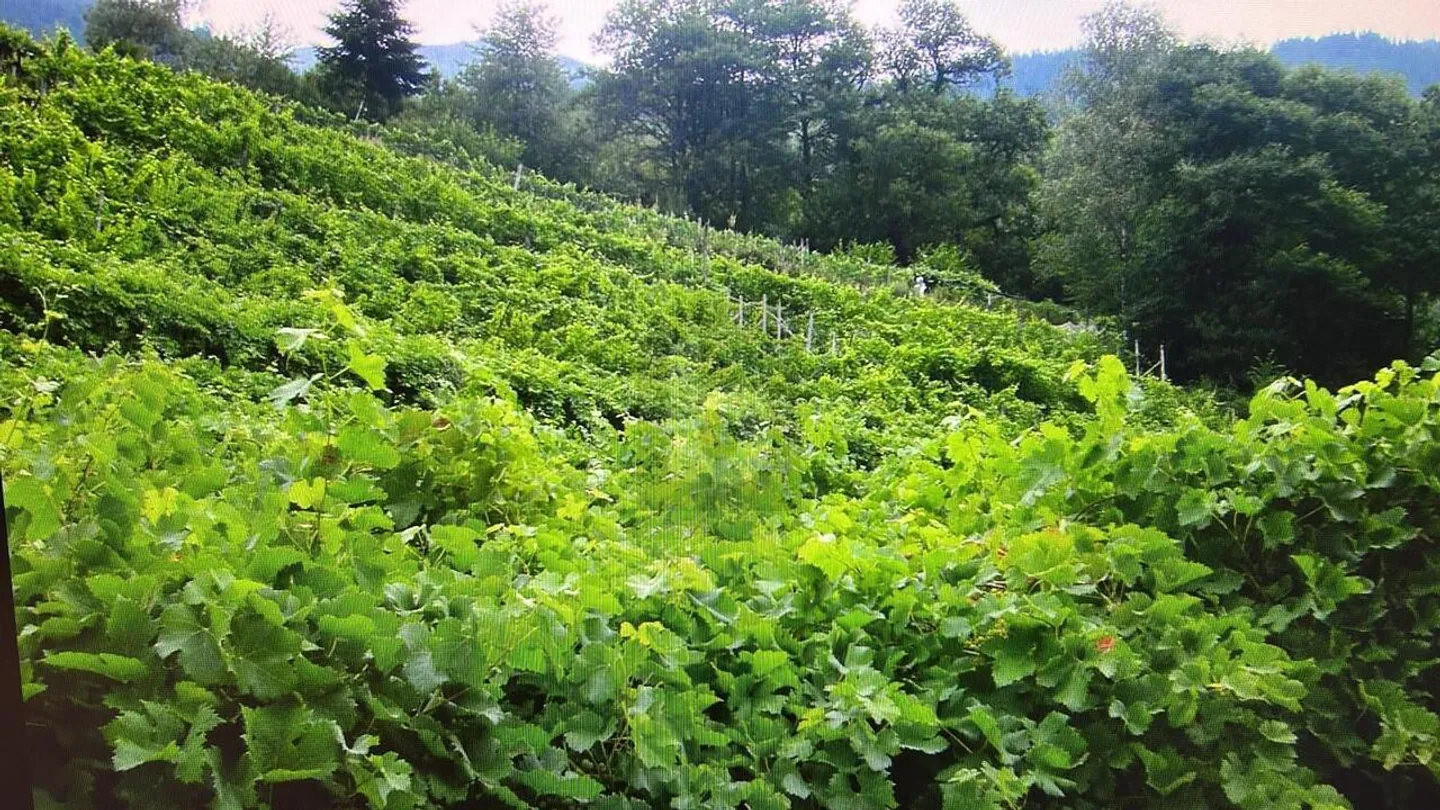 LARGE PLOT, IN A QUIET LOCATION - Photo 2 of 5