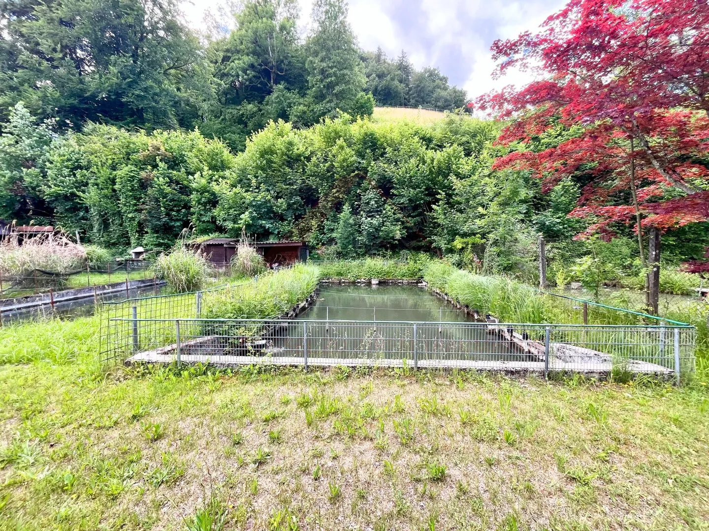 Naturparadies mit 7 Fischteichen - Einzigartige Freizeit- und Fischzuchtimmobilie in Gränichen - Foto 5 von 11