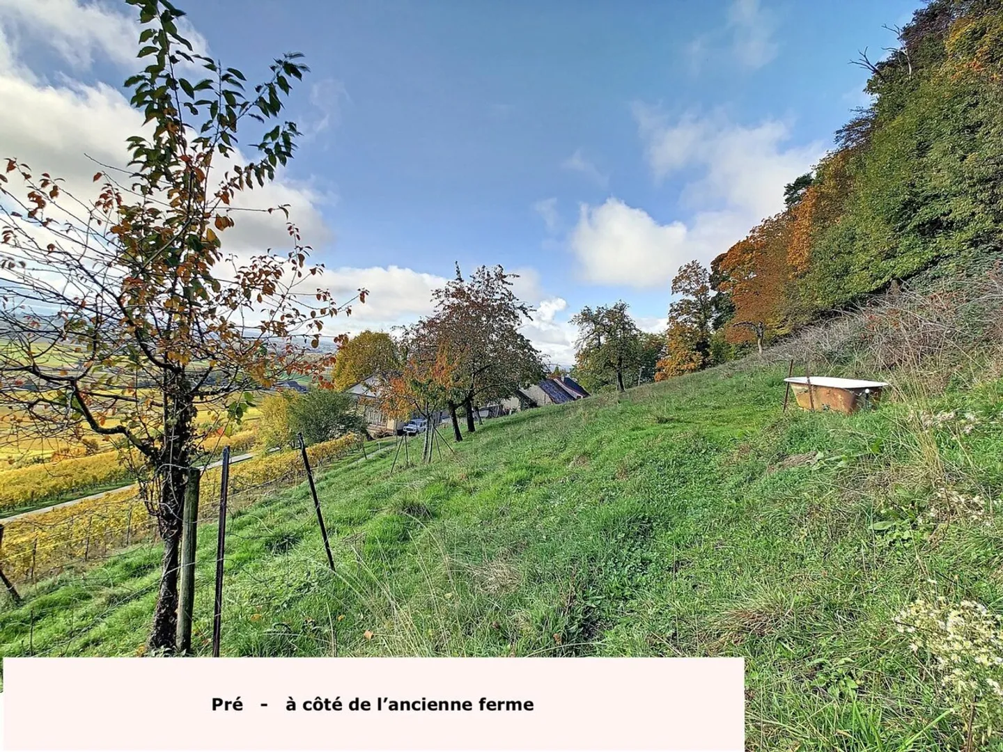Luins? Weingut mit Wald, atemberaubendem Seeblick - Foto 4 von 9