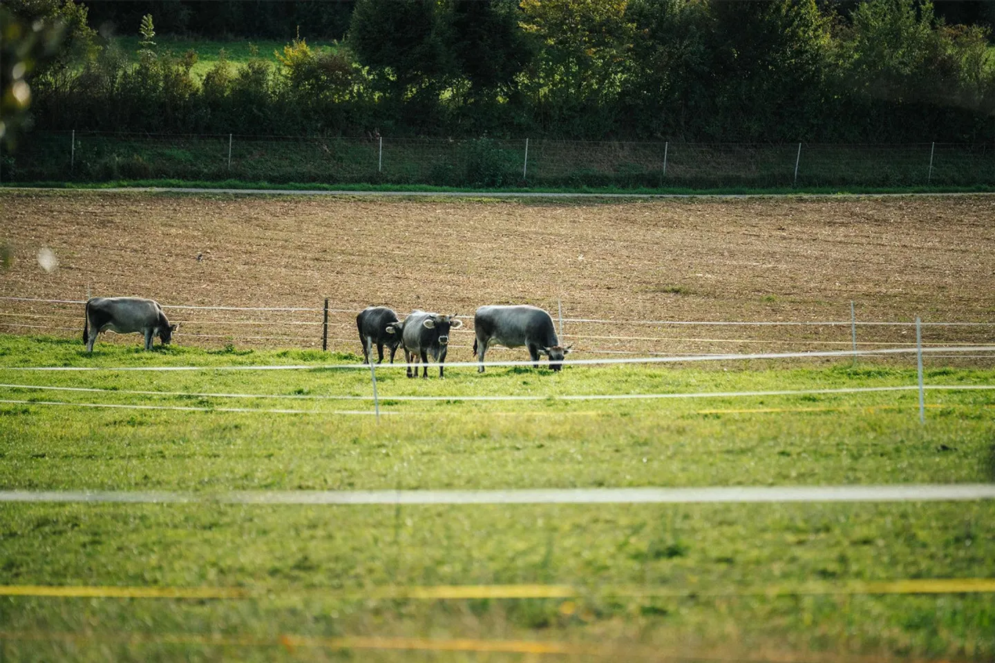 More than a farmhouse - A life in the countryside - Photo 6 of 28
