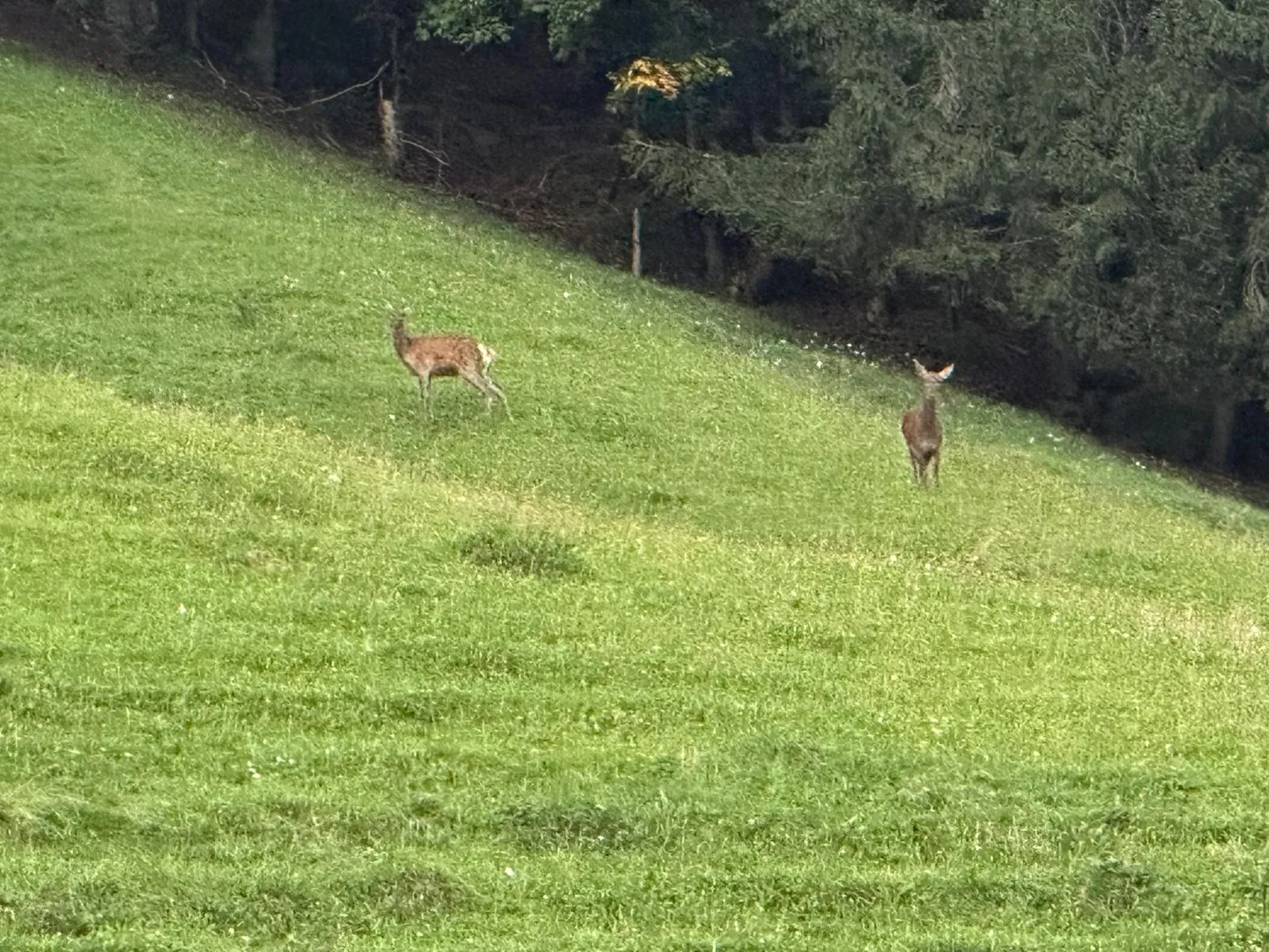 Chalet kaufen - Foto 34 von 41
